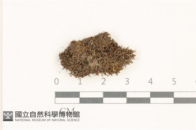 兔耳苔藏品圖，第1張