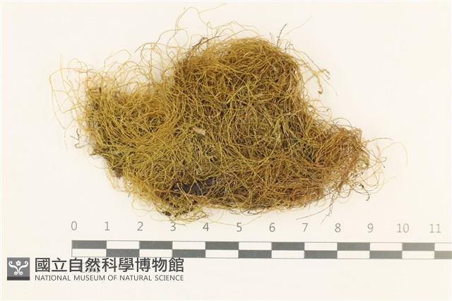 登錄號:B00003585藏品圖，第1張