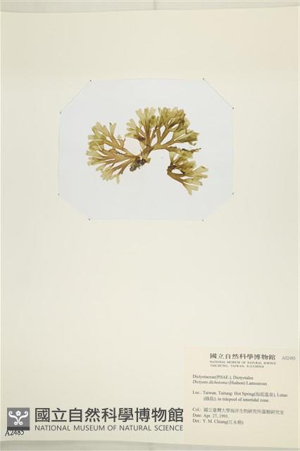 網目藻藏品圖，第3張