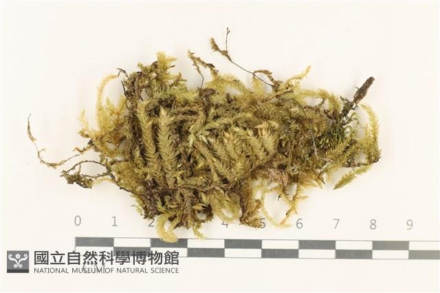 登錄號:B00008485藏品圖，第1張