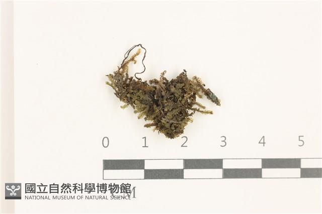 登錄號:B00019485藏品圖，第1張