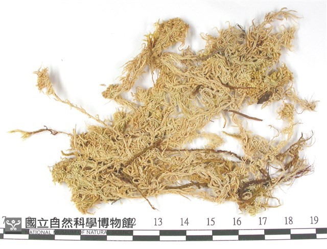 鈍葉泥炭蘚藏品圖，第1張