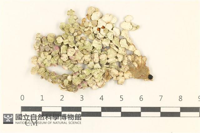 仙掌藻, 海仙人掌藏品圖，第1張