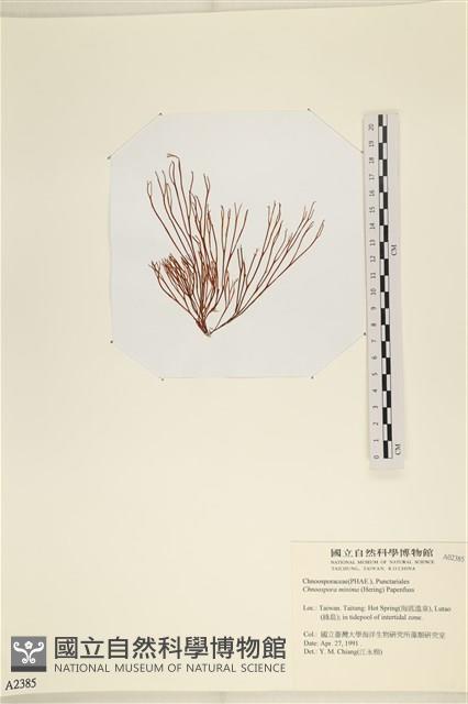 小毛孢藻, 小鹿角苔藏品圖，第1張