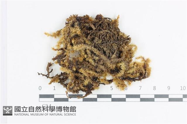 大灰氣蘚藏品圖，第1張