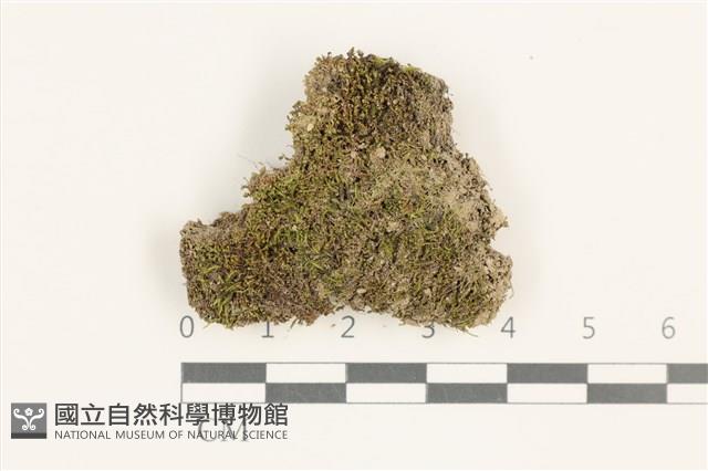 東亞昂氏蘚,東方昂氏蘚藏品圖，第1張