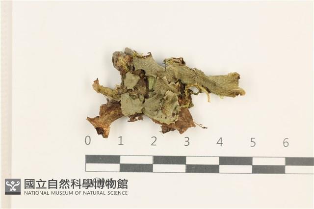 蛇苔藏品圖，第1張