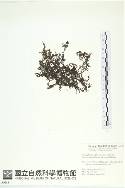 網胰藻藏品圖，第3張