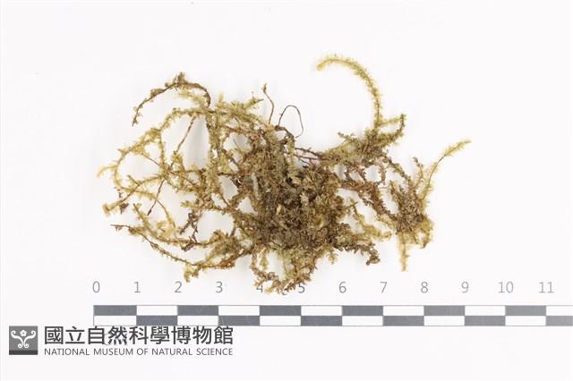 登錄號:B00011385藏品圖，第1張