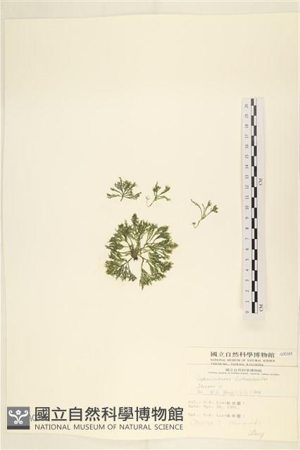 登錄號:A00000385藏品圖，第1張