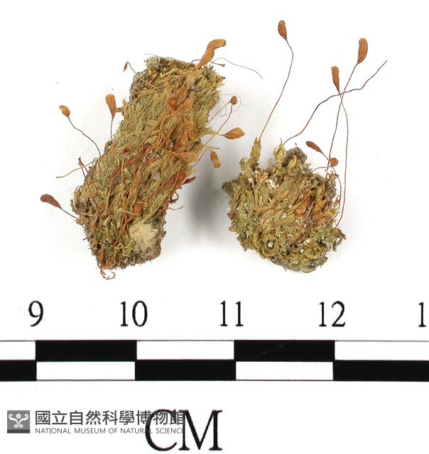 登錄號:B00009785藏品圖，第1張