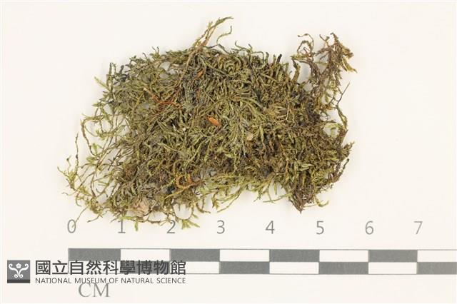 溪邊青蘚藏品圖，第1張