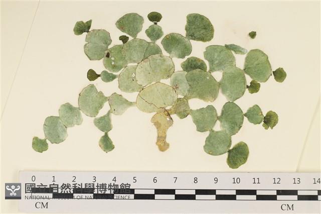 大葉海仙人掌, 大葉仙掌藻藏品圖，第1張