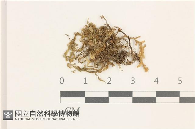 毛擬叉苔藏品圖，第1張