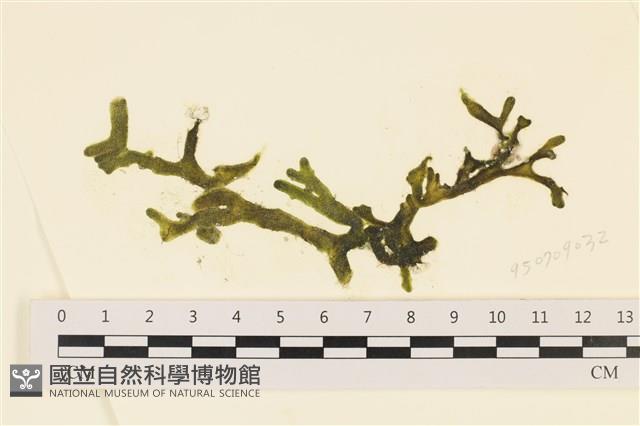 登錄號:A00005785藏品圖，第1張