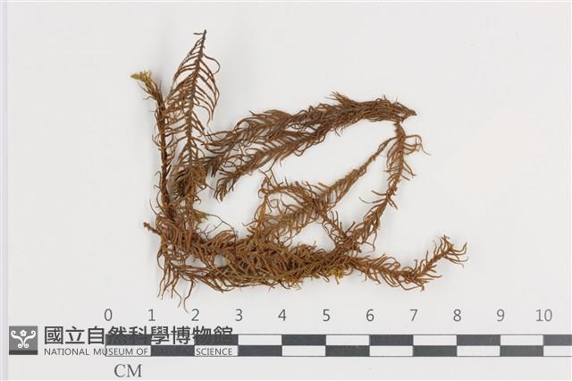 山羽蘚藏品圖，第1張