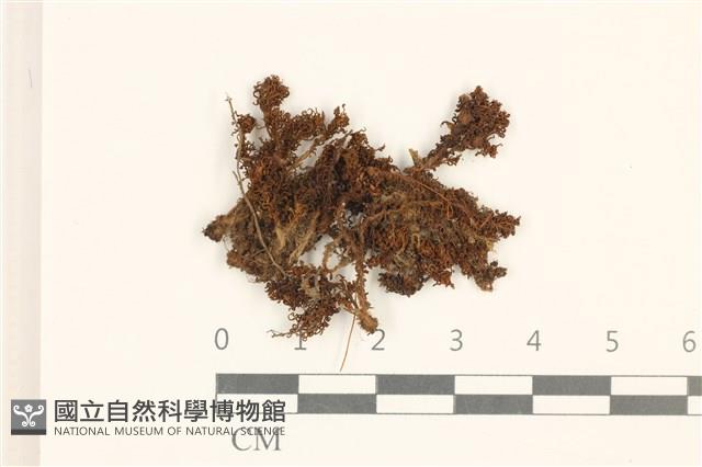 仙鶴蘚藏品圖，第1張