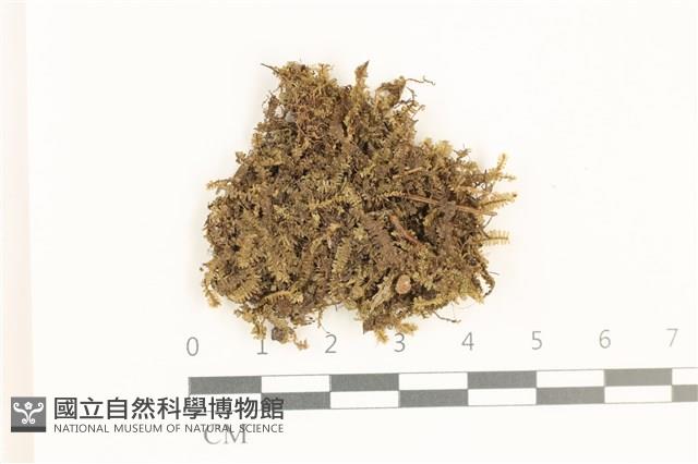 登錄號:B00019631藏品圖，第1張