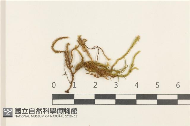 草黃濕原蘚藏品圖，第1張