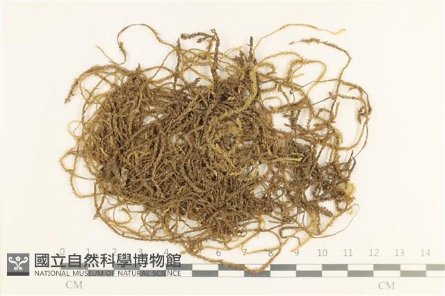 登錄號:B00004631藏品圖，第1張