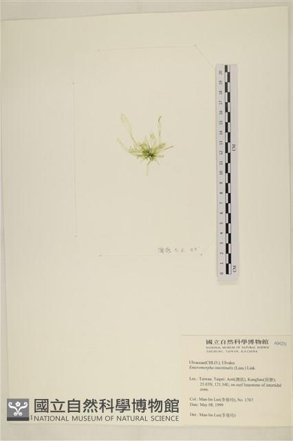 腸滸苔, 河石髮藏品圖，第3張