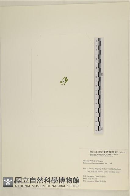 腸滸苔, 河石髮藏品圖，第3張