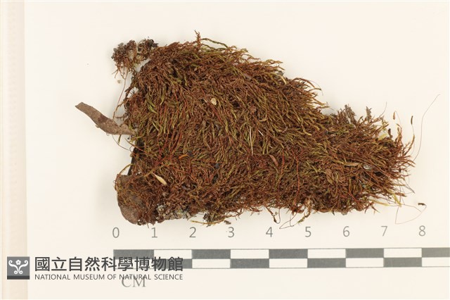 細葉真蘚藏品圖，第1張