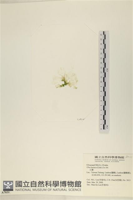 大石蓴, 石蓴藏品圖，第3張