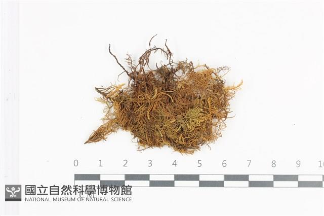 山羽蘚藏品圖，第1張