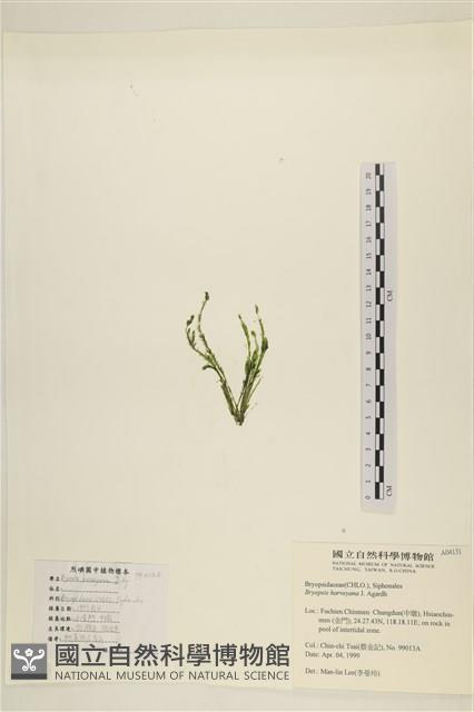 偏列羽藻藏品圖，第3張