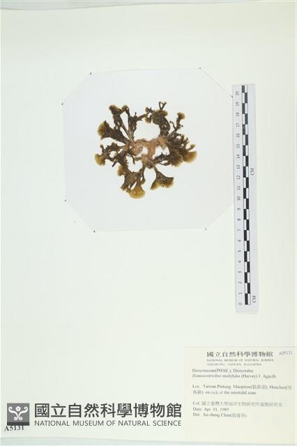 多扇藻藏品圖，第3張