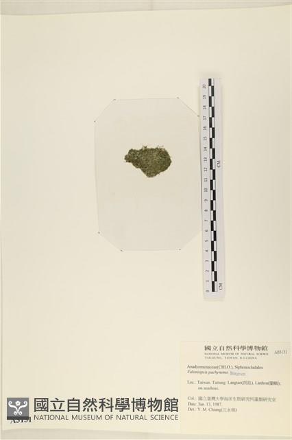 指枝藻藏品圖，第3張