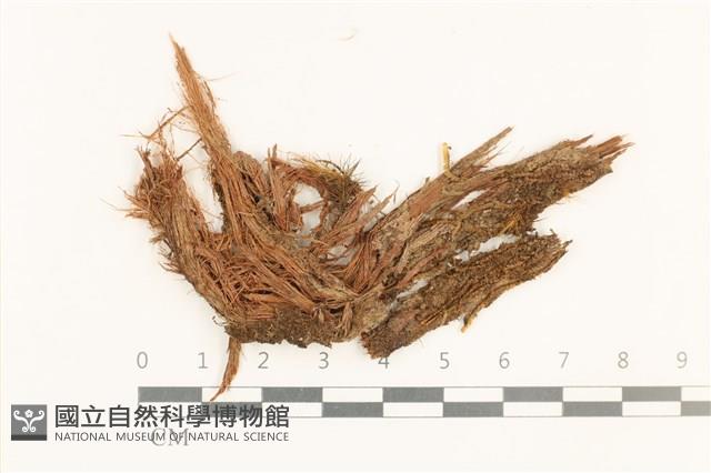 登錄號:B00019531藏品圖，第1張