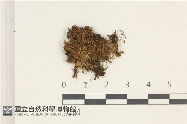 多姿柳葉蘚藏品圖，第1張