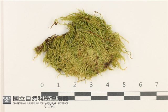 羽枝青蘚藏品圖，第1張