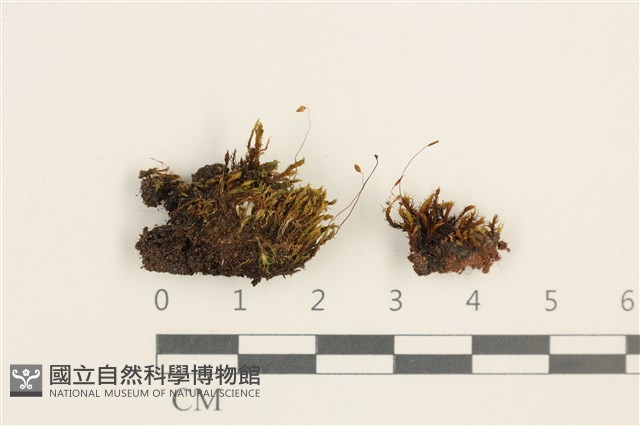 蕊形真蘚藏品圖，第1張