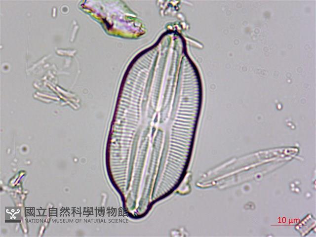 登錄號:A00004531藏品圖，第3張