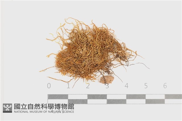 小廣萼苔藏品圖，第1張