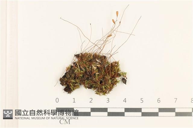 登錄號:B00005531藏品圖，第1張