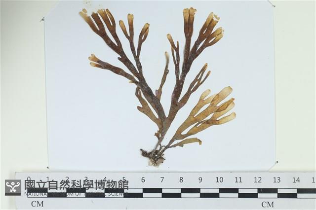 厚網目藻藏品圖，第1張