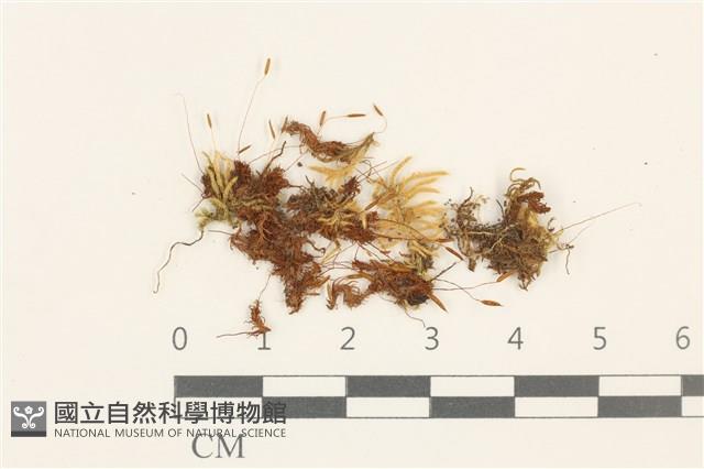 登錄號:B00010531藏品圖，第1張