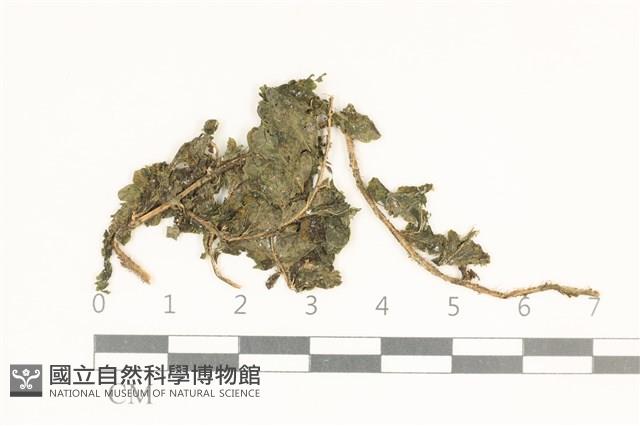 臺灣疣鱗苔藏品圖，第1張