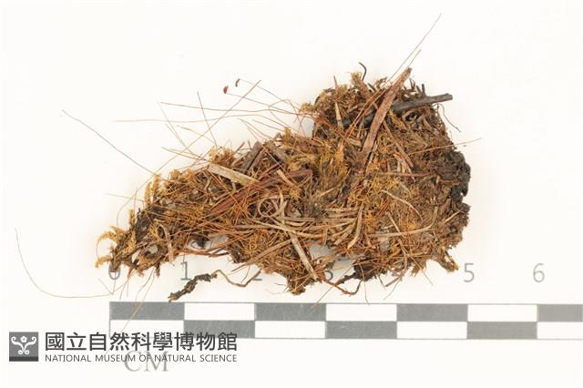 角齒蘚藏品圖，第1張
