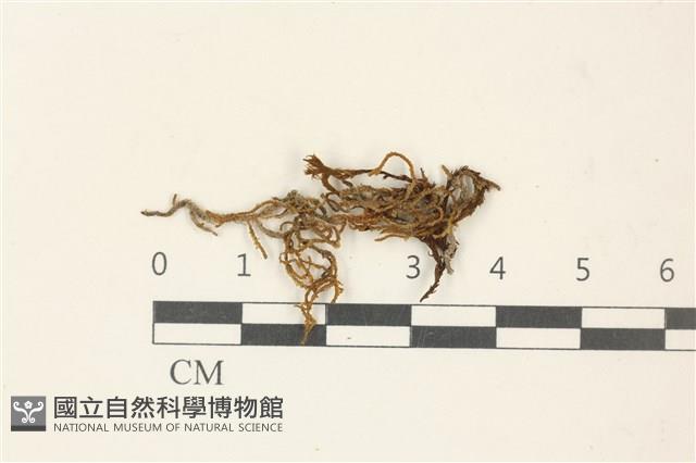 蔓枝蘚藏品圖，第1張