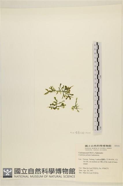 盾葉蕨藻藏品圖，第1張