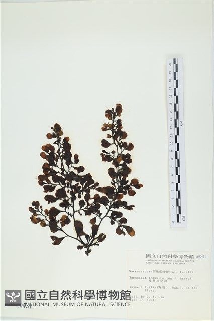 厚葉馬尾藻藏品圖，第1張