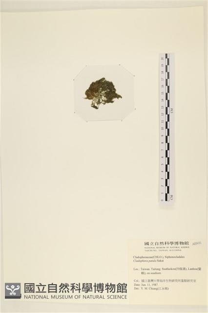 伸展剛毛藻藏品圖，第3張