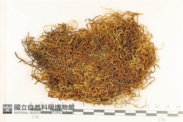 登錄號:B00008331藏品圖，第1張