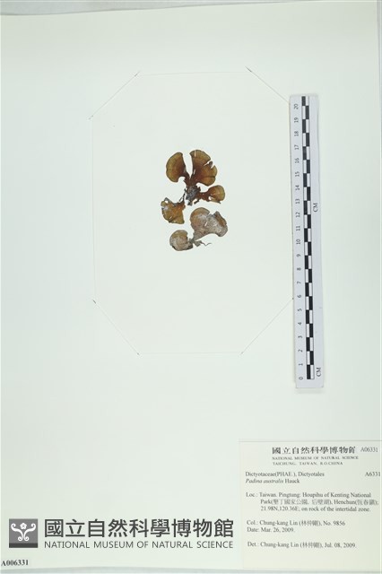 南方團扇藻藏品圖，第3張