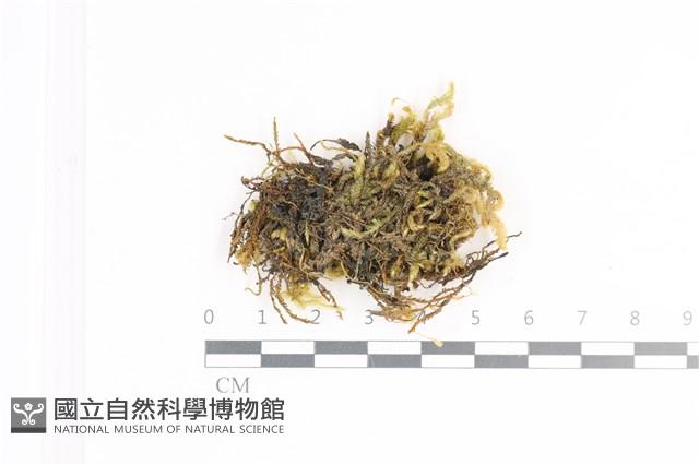 毛扭蘚藏品圖，第1張